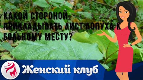 Важность правильного прикладывания лопуха к больному месту