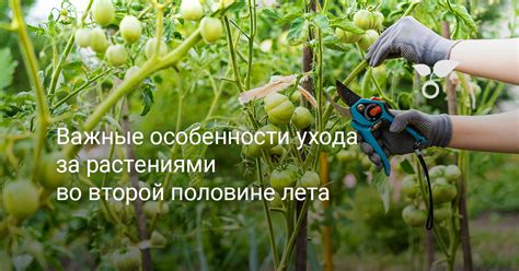 Важные особенности ухода: