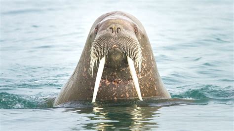 Вечные купания: моржи и особенности жизни в холодных водах