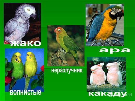 Виды попугаев и их скорость полета