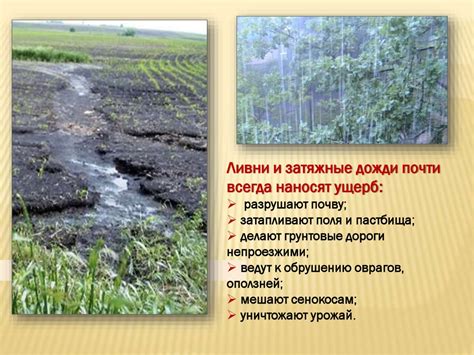 Влияние климатических условий на рост груздей