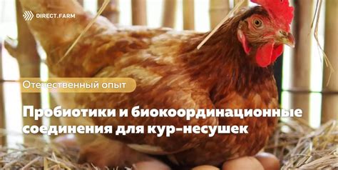 Влияние на уровень продуктивности кур