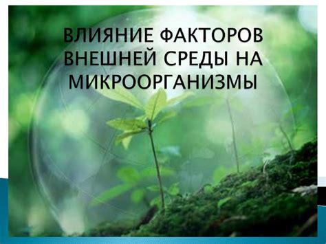 Влияние окружающей среды на сердце у хомяка