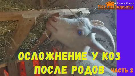 Влияние ранней/поздней спаривания на здоровье козы и козленка