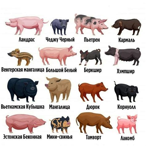 Влияние цвета свиней на геймплей