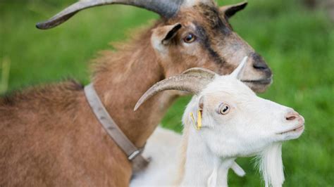 Возраст для спаривания козла и козы