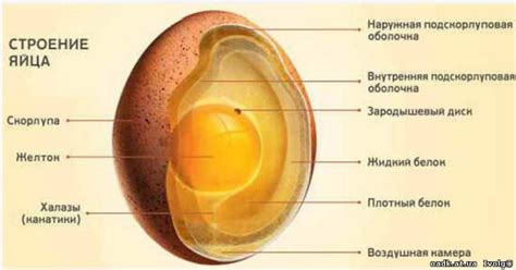 Возраст и белок яйца
