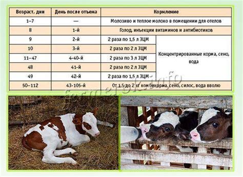 Возраст телят и кабачки: рекомендации и правила