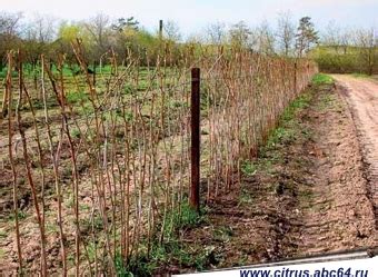 Выбор места и подготовка почвы для посадки малины