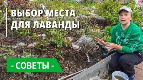 Выбор места посадки деревьев, способных удерживать грунт
