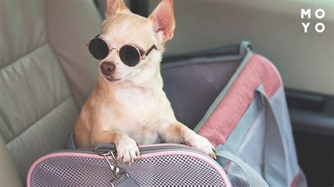 Выбор транспорта для питомца