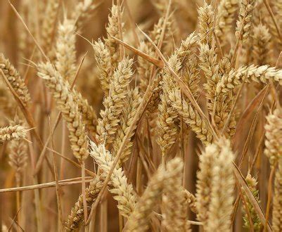 Выращивание пшеницы в домашних условиях