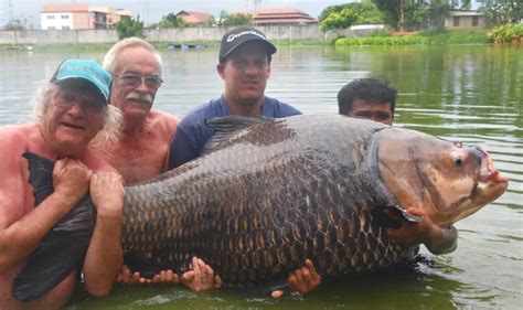 Гигантский карп Бааль