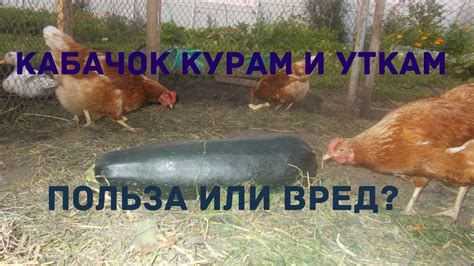 Гусятам можно давать кабачки