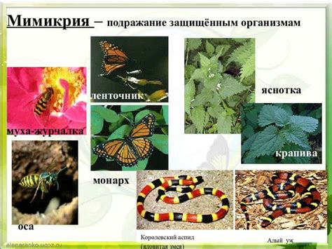 Дыхание бабочки при разных условиях: адаптация и выживание