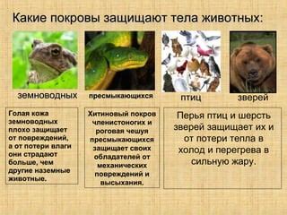 Животные, предпочитающие холод и их характеристики