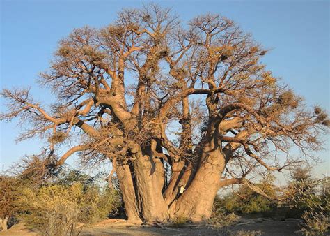 Загадка природы: "квааха" в Африке