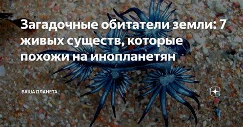 Загадочные прозвища лунных существ