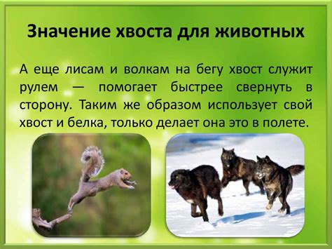 Значение хвоста для козы