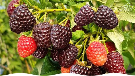 Идеальное сочетание: вишня и малина