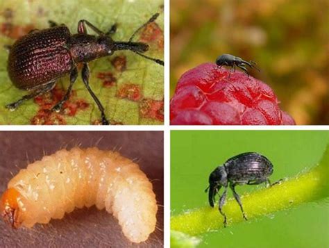 Известные представители с фамилией Долгоносик