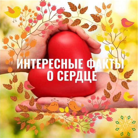 Интересные факты о свином сердце