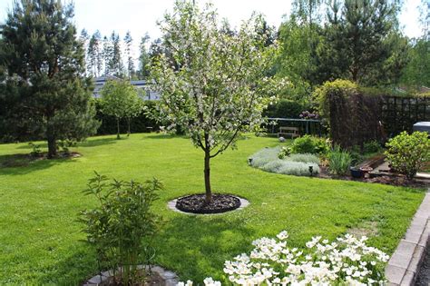 Использование липы и похожего дерева в ландшафтном дизайне