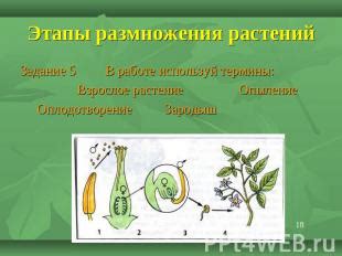 Используй все возможности растений
