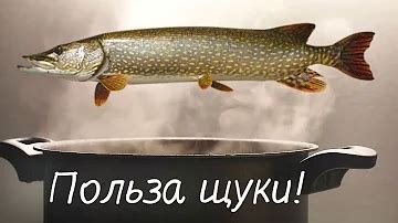 История изучения цвета мяса щуки