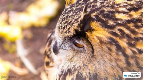 История и значение фамилии Кильпа