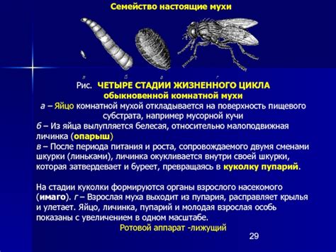 Какие враги здесь обитают и как с ними бороться
