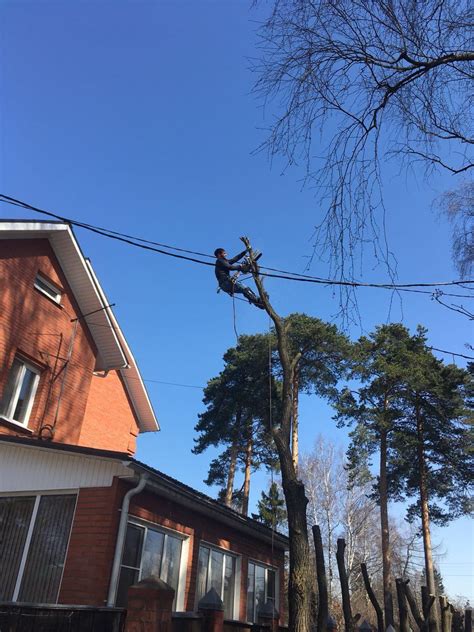 Какие деревья заслуживают репутацию "грунтоудерживателей"