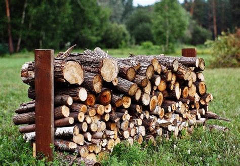 Какие породы деревьев подходят для прививки на алычу