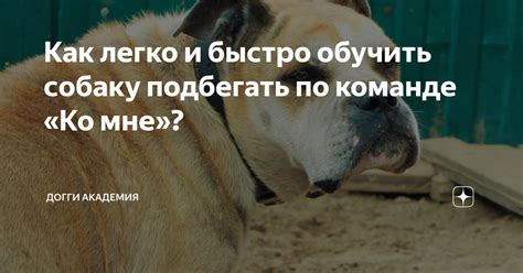 Как быстро оживить собаку