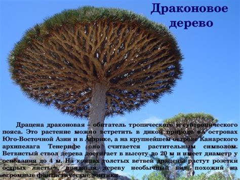 Как выбрать похожий вид дерева