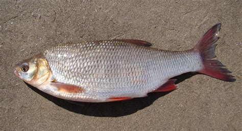 Как выглядит иджирок: характеристики и особенности