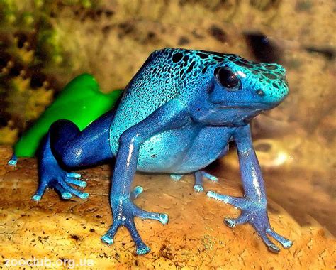 Как найти древолаза Green Hill лягушку: советы от экспертов