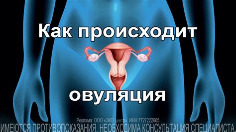 Как она происходит