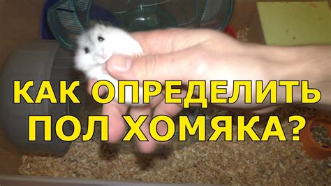 Как определить тип инфекции у хомяка и выбрать соответствующий антибиотик