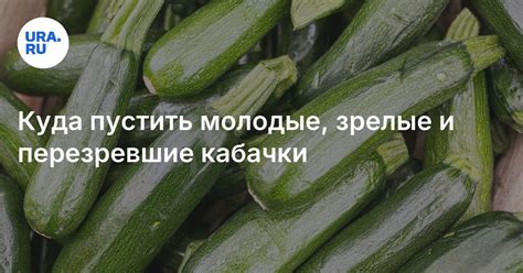 Как правильно готовить и давать кабачки телятам