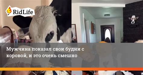 Когда бык может спариваться с коровой: оптимальный возраст и советы