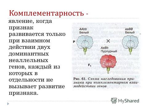 Комплементарность в гетерогенных группах