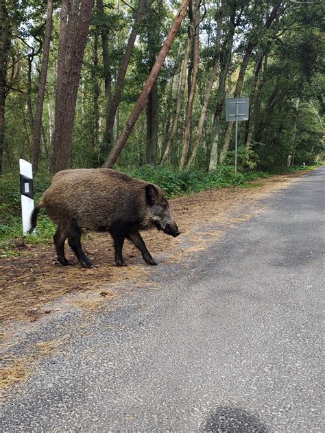 Комфортная поездка на свинье