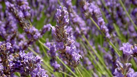 Лаванда для ароматного и впечатляющего сада с сосной