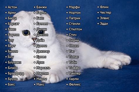 Лучшие имена для домашнего воробья
