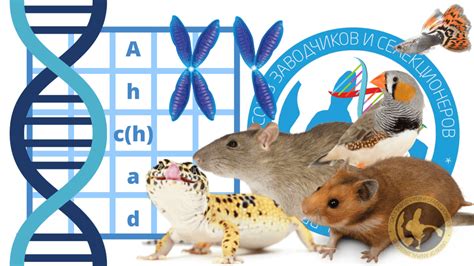 Методы исследования происхождения фамилии Сманцер: генетика и архивы