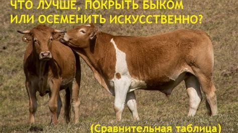 Может ли молодой бык успешно покрыть корову