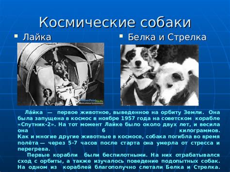 Наймите собак и скользящие корабли