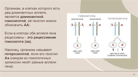 Наследственность и генетика помета у индюков
