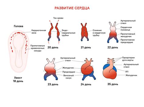 На какой неделе беременности можно услышать сердцебиение доплером дома